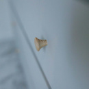 Knop Rut - Onbehandeld Essen